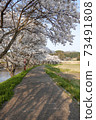 Cherry blossoms of Uda River 73491808