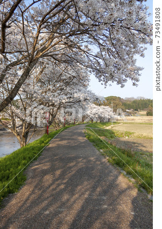 Cherry blossoms of Uda River 73491808