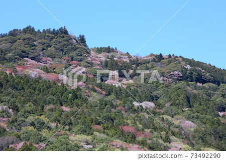 Kasama City, Atagoyama, which is colored by wild cherry blossoms against the blue sky 73492290