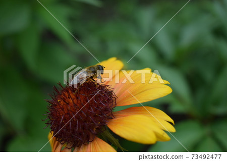 Bee on a flower Gaillardia aristata (common gaillardia) Bee on a flower Gaillardia aristata (common gaillardia) 73492477