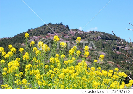 映襯在藍天下的山櫻花和在前的Ka間市的油菜花色的愛宕山 映襯在藍天下的山櫻花和在前的Ka間市的油菜花色的愛宕山 73492530