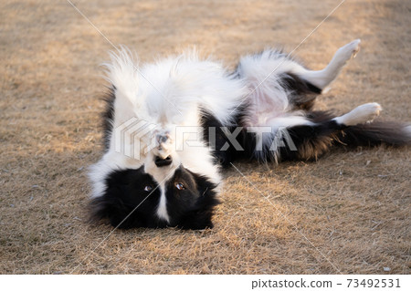 Border collie lying down 73492531