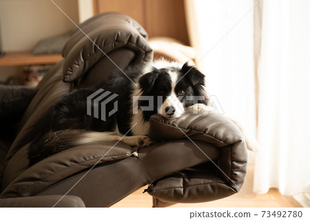 邊境牧羊犬在沙發上放鬆 邊境牧羊犬在沙發上放鬆 73492780