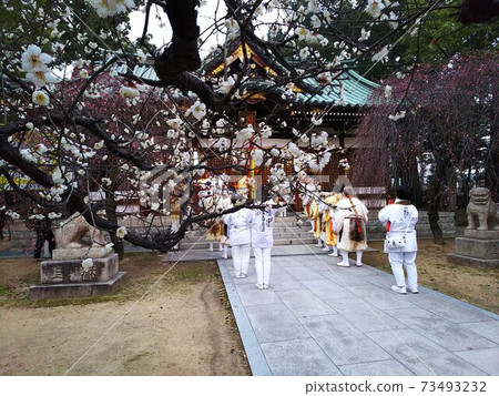 Beyond the branches of white plums in full bloom, before Setsubun Daigoma, the back view of the trainees praying in line in front of the main shrine with a blue roof 73493232