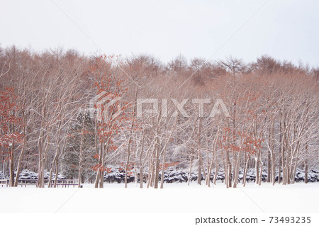 Hokkaido snow scene Hokkaido snow scene 73493235