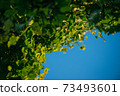 fresh green linden leaves on a blue sky background. Selective focus macro shot with shallow DOF with copyspace 73493601