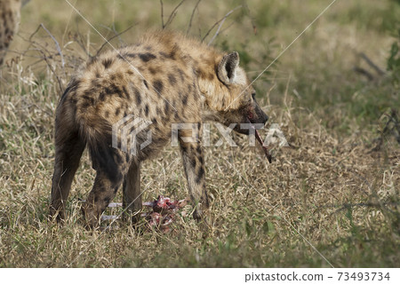 Hyena eating, Africa Hyena eating, Africa 73493734