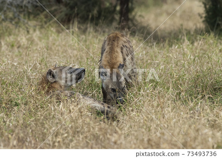Hyena eating, Africa Hyena eating, Africa 73493736