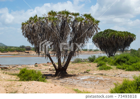 Galana River, Tsavo East Galana River, Tsavo East 73493818