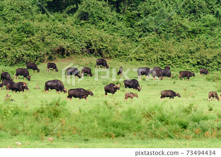 herd of Gaur in the meadow herd of Gaur in the meadow 73494434