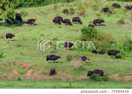 herd of Gaur in the meadow herd of Gaur in the meadow 73494438