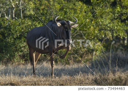 Black wildebeest, Africa 73494463