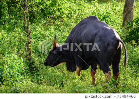 Gaur, Indian bison in the nature. Gaur, Indian bison in the nature. 73494466