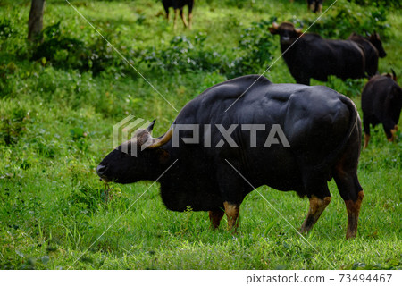 Gaur, Indian bison in the nature. Gaur, Indian bison in the nature. 73494467