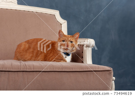 Cute adult domestic red cat lying down on cozy sofa indoors Cute adult domestic red cat lying down on cozy sofa indoors 73494619