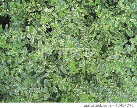 Variegated leaves of periwinkle that fill the screen Variegated leaves of periwinkle that fill the screen 73494775