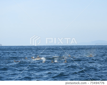 Dolphin watching 73494776
