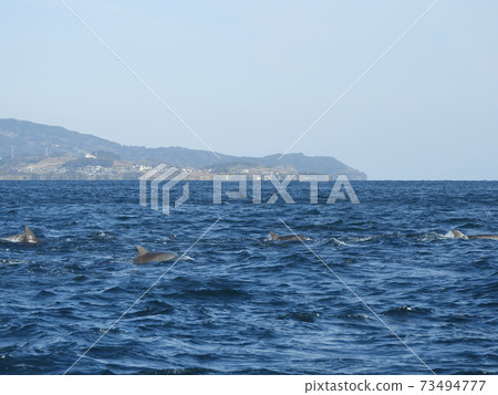 Dolphin watching 73494777
