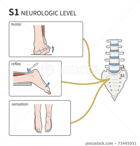 S1 nerve reflex exercise medical illustration - Stock Illustration ...