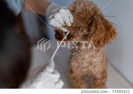 Pet dog care genetic test 73495422