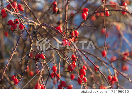 .bush with ripe rose hips in winter .bush with ripe rose hips in winter 73496010