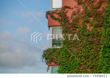 The Facade Of The Building Is Entwined With Wild Grapes. The Facade Of The Building Is Entwined With Wild Grapes. 73496011