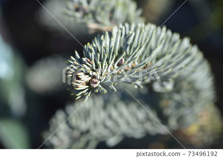 Blue Noble Fir Blue Noble Fir 73496192
