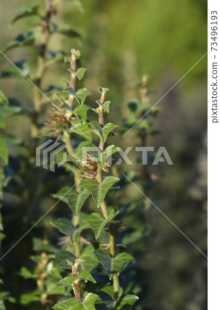 Ivy Erecta Ivy Erecta 73496193