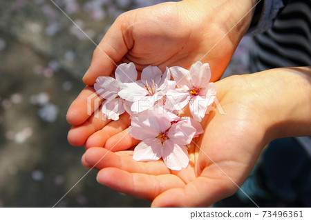 Girl holding cherry blossom petals in both hands Girl holding cherry blossom petals in both hands 73496361