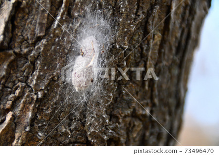 Nephila clavata egg mass 73496470