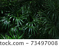 Green palm leaf in tropical garden 73497008