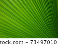 Abstract of green palm leaf for background 73497010