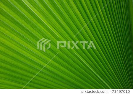Abstract of green palm leaf for background 73497010