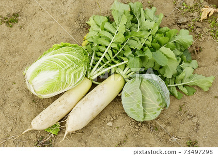 Vegetable field winter vegetables radish, Chinese cabbage and cabbage image material 73497298