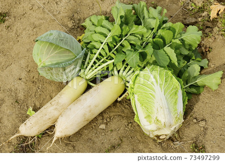 Vegetable field winter vegetables radish, Chinese cabbage and cabbage image material 73497299
