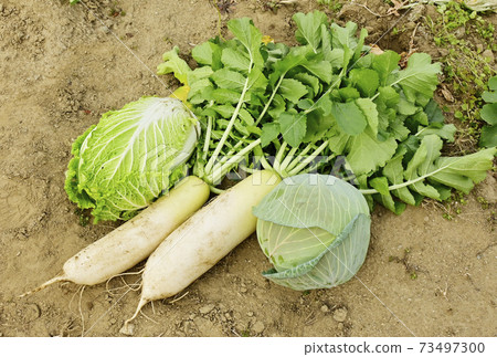 蔬菜田冬季蔬菜蘿蔔,白菜和白菜圖像素材 蔬菜田冬季蔬菜蘿蔔,白菜和白菜圖像素材 73497300