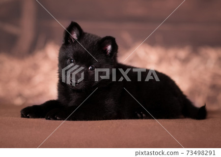 Little black puppy of Schipperke breed lies on a background in a rustic style Little black puppy of Schipperke breed lies on a background in a rustic style 73498291