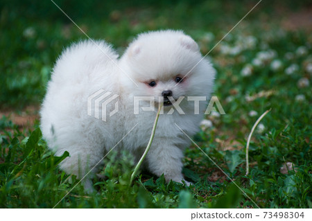 Little white fluffy spitz puppy with a dandelion in his mouth Little white fluffy spitz puppy with a dandelion in his mouth 73498304