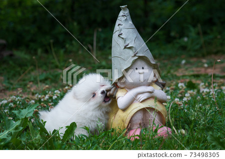 Fluffy spitz puppy chews on a garden gnome Fluffy spitz puppy chews on a garden gnome 73498305