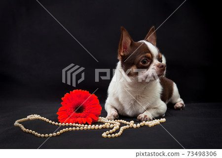 Chihuahua dog with a flower and a beads on black 73498306