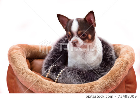 Chihuahua dog sitting in furs Chihuahua dog sitting in furs 73498309