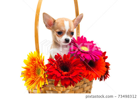 Chihuahua puppy in a basket with flowers 73498312