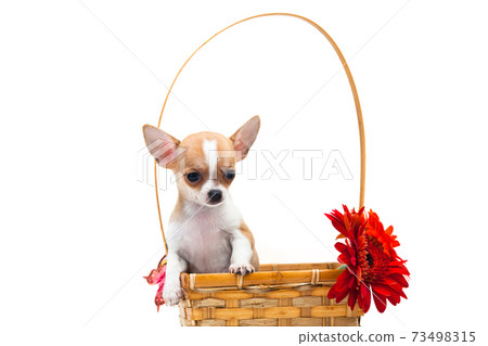 Chihuahua puppy in a basket with flowers 73498315
