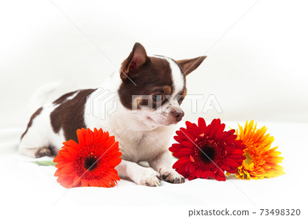 Chocolate White Chihuahua with Colorful Gerberas Chocolate White Chihuahua with Colorful Gerberas 73498320