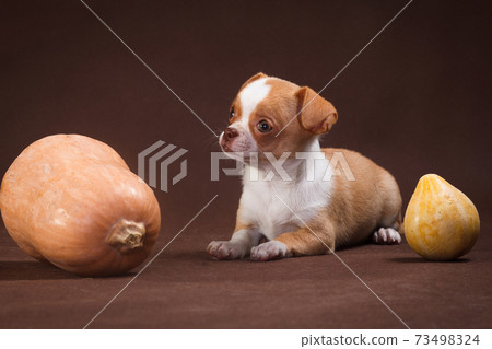 White puppy chihuahua with pumpkins White puppy chihuahua with pumpkins 73498324