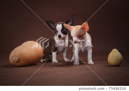 White and White-Brown Chihuahua Puppies with Pumpkins White and White-Brown Chihuahua Puppies with Pumpkins 73498326