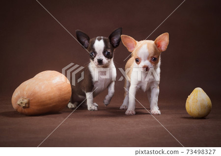 White and White-Brown Chihuahua Puppies with Pumpkins White and White-Brown Chihuahua Puppies with Pumpkins 73498327