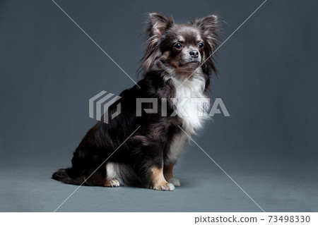 Black and White Breasted Chihuahua 73498330