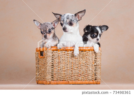 Three chihuahua dogs sit together in a wicker basket 73498361
