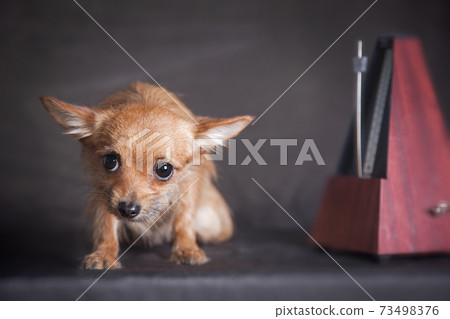 Chihuahua ginger dog and metronome Chihuahua ginger dog and metronome 73498376